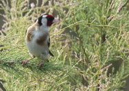 Carduelis carduelis